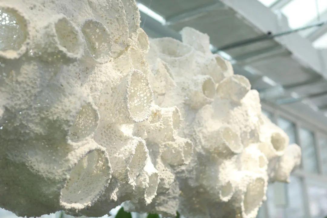 上海中山公園打造唯美“冰雪世界”,雪花藝術裝置點綴冬日浪漫