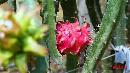 綠色循環(huán) 變廢為寶!淄博經(jīng)開區(qū)這家“國(guó)字號(hào)”生態(tài)農(nóng)場(chǎng)出圈了